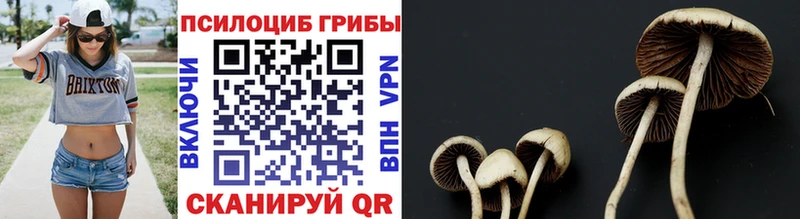 сколько стоит  Алзамай  Галлюциногенные грибы прущие грибы 